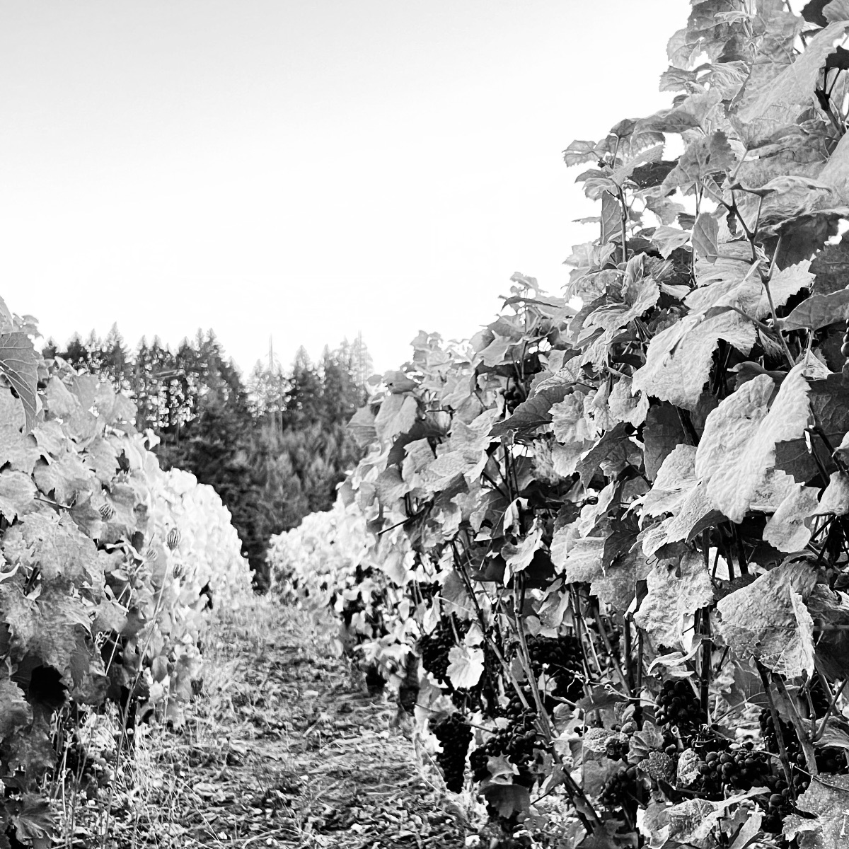 Willamette Valley vineyard rows