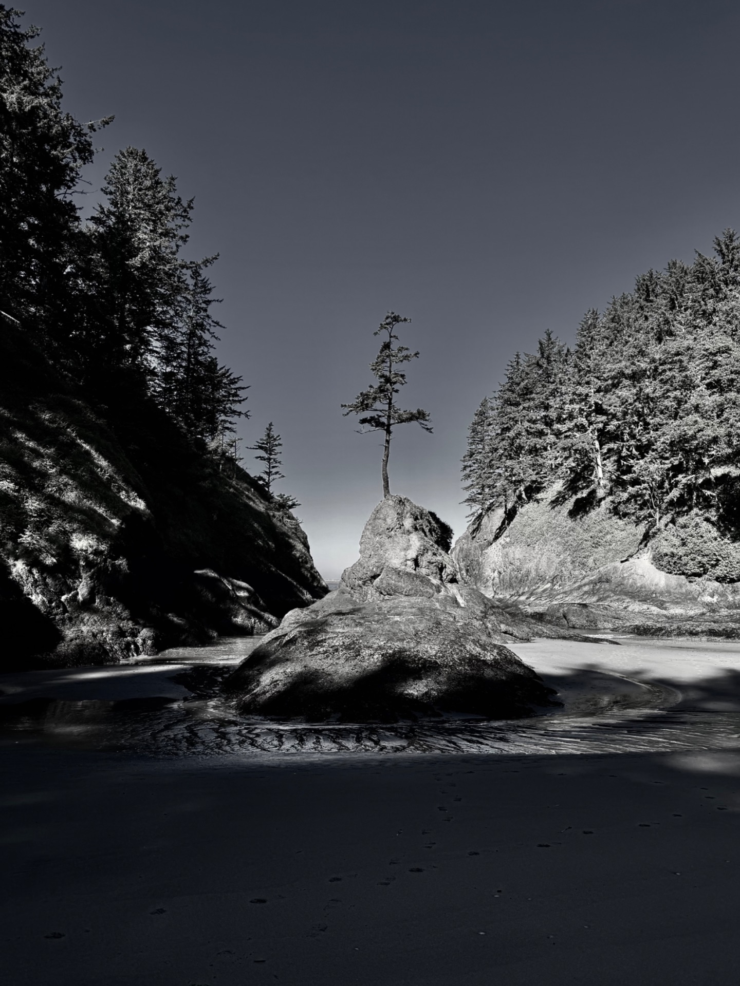 A lone tree growing from a sea stack on the Oregon coast at low tide, in black and white